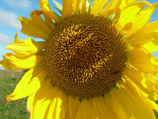 433353 (a): :2592x1944